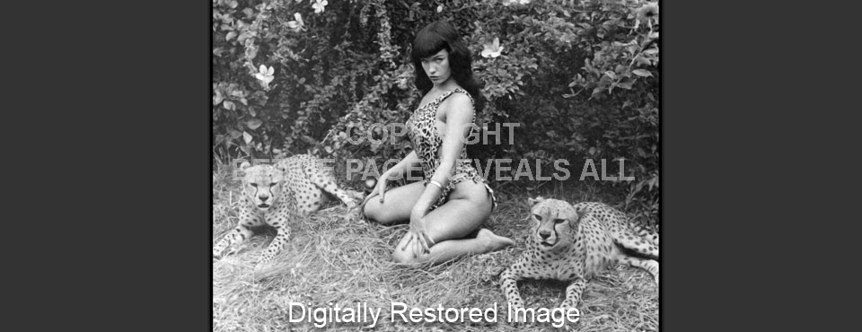 bpcheetahs
